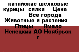 китайские шелковые курицы (силки) › Цена ­ 2 500 - Все города Животные и растения » Птицы   . Ямало-Ненецкий АО,Ноябрьск г.
